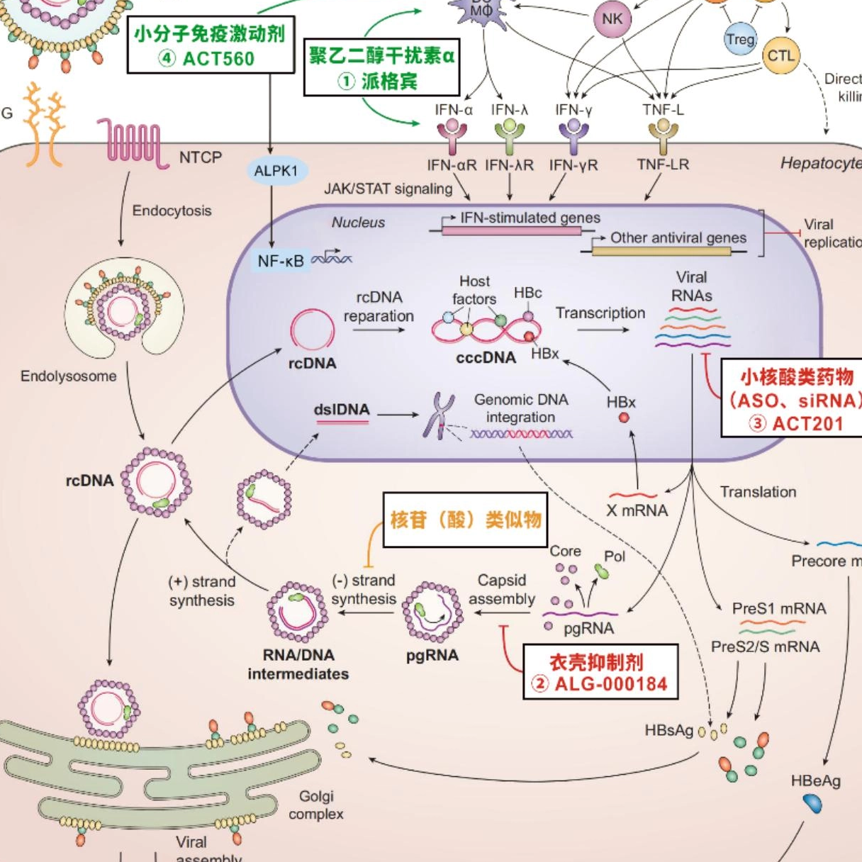 特宝生物与Aligos签署独占知识产权合作协议，加速乙肝全人群的治疗覆盖，降低全人群的肝癌风险